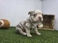 Beau, a male Frenchton for sale in Fort Wayne, IN – Photo 6 of 8