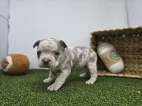 Beau, a male Frenchton for sale in Fort Wayne, IN – Photo 4 of 8