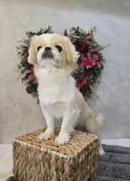 Toby, a  Bichon Frise and Pekingese for sale in Fort Wayne, IN – Photo 8 of 8