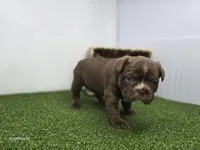 Penny, a female Frenchton for sale in Fort Wayne, IN – Photo 3 of 5