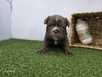 Penny, a female Frenchton for sale in Fort Wayne, IN – Photo 2 of 5