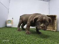 Penny, a female Frenchton for sale in Fort Wayne, IN – 4 of 6