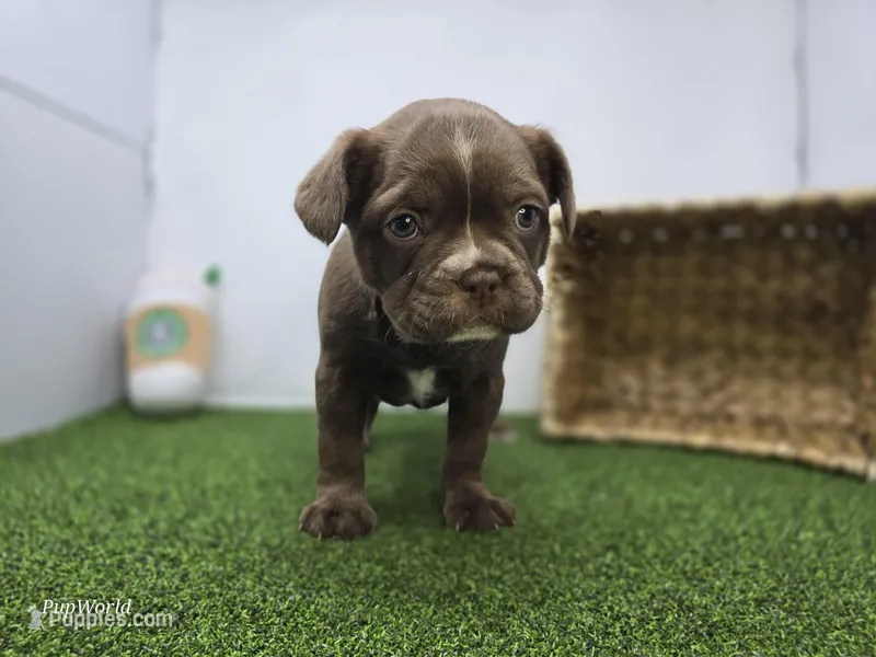 Penny – Frenchton puppy for sale in Fort Wayne, IN