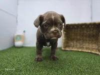 Penny, a female Frenchton for sale in Fort Wayne, IN – 1 of 6