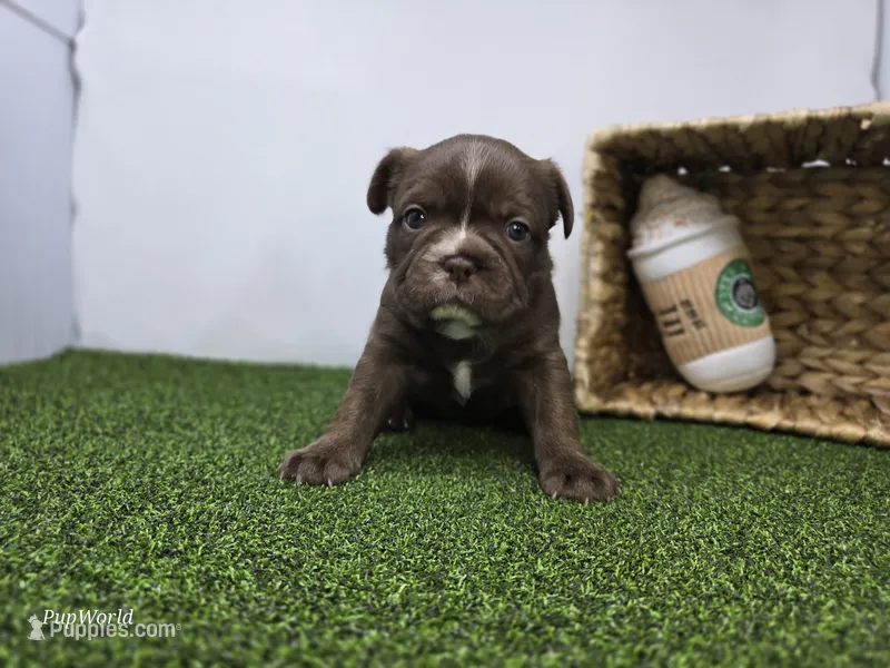 Penny – Frenchton puppy for sale in Fort Wayne, IN