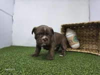 Penny, a female Frenchton for sale in Fort Wayne, IN – Photo 4 of 5