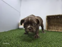 Penny, a female Frenchton for sale in Fort Wayne, IN – 2 of 6