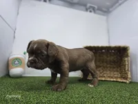 Penny, a female Frenchton for sale in Fort Wayne, IN – 3 of 6