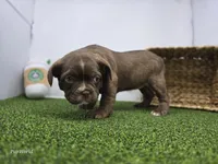 Penny, a female Frenchton for sale in Fort Wayne, IN – 6 of 6