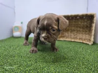 Penny, a female Frenchton for sale in Fort Wayne, IN – 5 of 6
