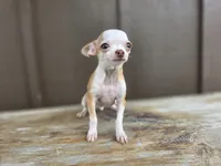 Rambo, a male Chihuahua for sale in Fort Wayne, IN – 2 of 6