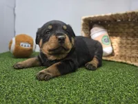 Ronan, a male Rottweiler for sale in Fort Wayne, IN – Photo 5 of 8