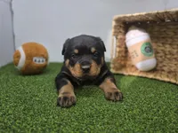 Ronan, a male Rottweiler for sale in Fort Wayne, IN – Photo 3 of 8