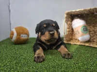 Ronan, a male Rottweiler for sale in Fort Wayne, IN – Photo 4 of 8