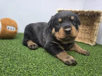 Ronan, a male Rottweiler for sale in Fort Wayne, IN – Photo 1 of 8