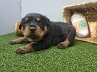 Ronan, a male Rottweiler for sale in Fort Wayne, IN – Photo 6 of 8
