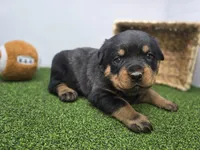 Ronan, a male Rottweiler for sale in Fort Wayne, IN – Photo 2 of 8