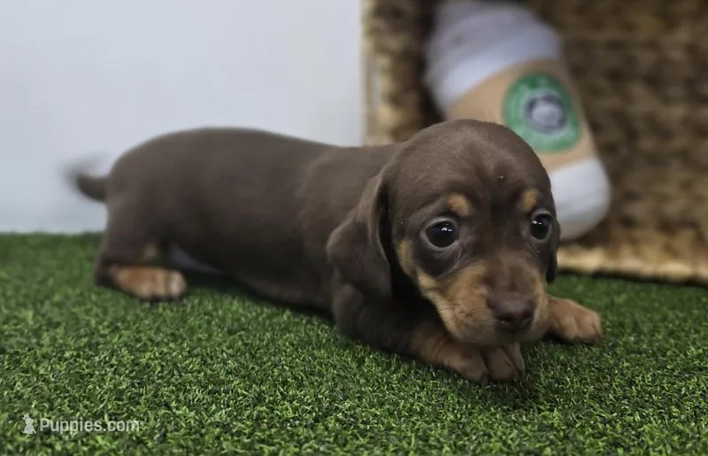 Gigi, a female Chiweenie for sale in Fort Wayne, IN – Photo 1 of 6