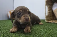 Gigi, a female Chiweenie for sale in Fort Wayne, IN – Photo 5 of 6