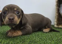 Gigi, a female Chiweenie for sale in Fort Wayne, IN – Photo 3 of 6