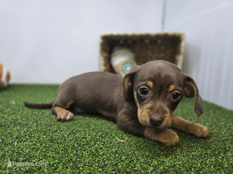 Gigi – Chiweenie puppy for sale in Fort Wayne, IN