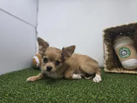 Charlie, a male Chihuahua for sale in Fort Wayne, IN – Photo 2 of 6
