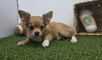 Charlie, a male Chihuahua for sale in Fort Wayne, IN – Photo 1 of 6