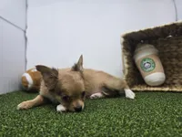 Charlie, a male Chihuahua for sale in Fort Wayne, IN – Photo 4 of 6