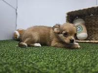 Charlie, a male Chihuahua for sale in Fort Wayne, IN – Photo 5 of 6