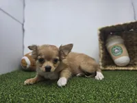 Charlie, a male Chihuahua for sale in Fort Wayne, IN – Photo 3 of 6