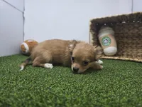 Charlie, a male Chihuahua for sale in Fort Wayne, IN – Photo 6 of 6