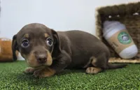 Winnie, a female Chiweenie for sale in Fort Wayne, IN – Photo 2 of 5