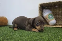 Winnie, a female Chiweenie for sale in Fort Wayne, IN – Photo 5 of 5