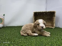 Banjo, a male Cavapoo for sale in Fort Wayne, IN – Photo 6 of 6