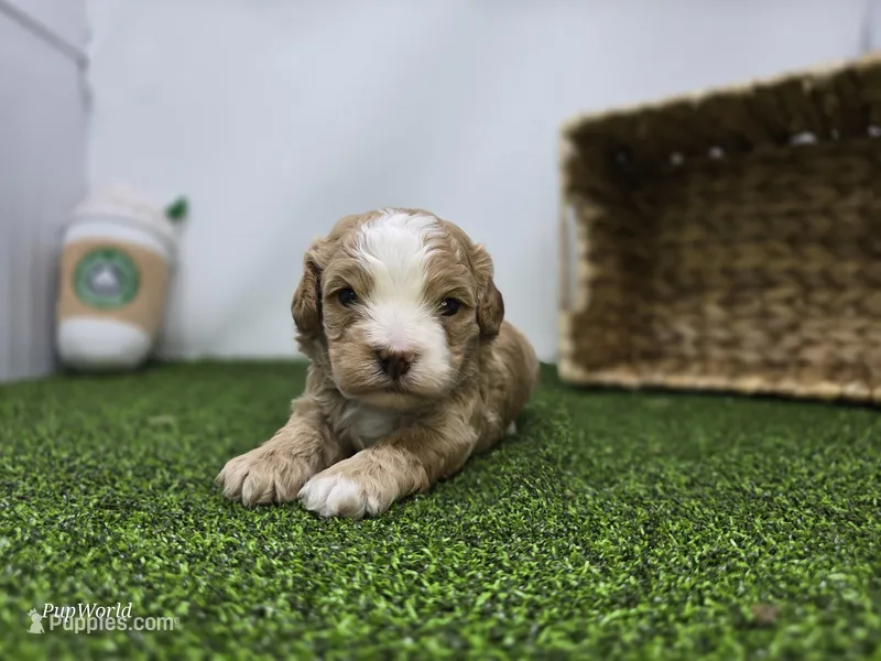 Banjo – Cavapoo puppy for sale in Fort Wayne, IN