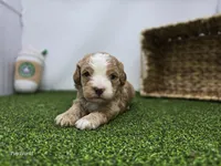 Banjo, a male Cavapoo for sale in Fort Wayne, IN – Photo 1 of 6