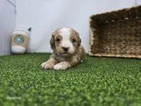 Banjo, a male Cavapoo for sale in Fort Wayne, IN – Photo 2 of 6