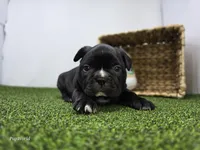 Chewy, a male Frenchton for sale in Fort Wayne, IN – Photo 1 of 6