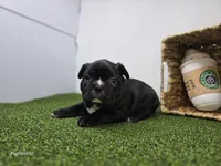 Chewy, a male Frenchton for sale in Fort Wayne, IN – Photo 6 of 6