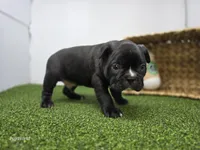 Chewy, a male Frenchton for sale in Fort Wayne, IN – Photo 3 of 6