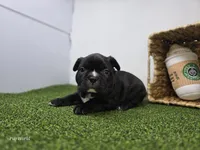 Chewy, a male Frenchton for sale in Fort Wayne, IN – Photo 5 of 6