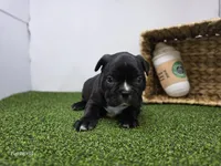 Chewy, a male Frenchton for sale in Fort Wayne, IN – Photo 2 of 6