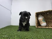 Chewy, a male Frenchton for sale in Fort Wayne, IN – Photo 4 of 6