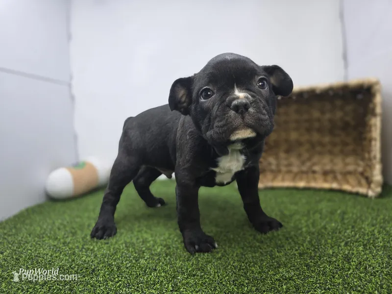 Chewy – Frenchton puppy for sale in Fort Wayne, IN