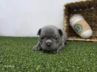 Pepper, a female Frenchton for sale in Fort Wayne, IN – Photo 4 of 7