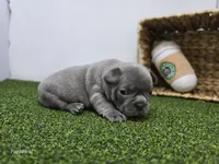 Pepper, a female Frenchton for sale in Fort Wayne, IN – Photo 6 of 7