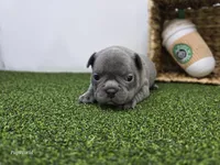 Pepper, a female Frenchton for sale in Fort Wayne, IN – Photo 5 of 7