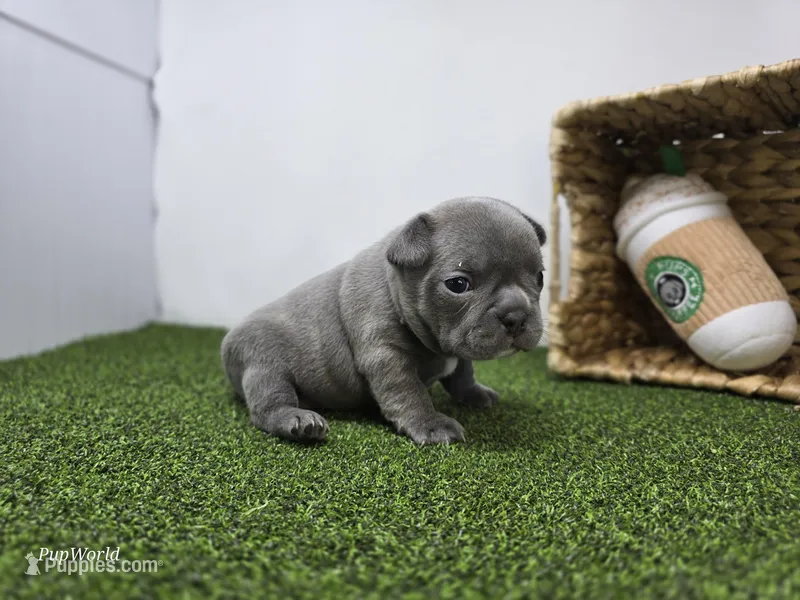 Pepper – Frenchton puppy for sale in Fort Wayne, IN