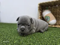 Pepper, a female Frenchton for sale in Fort Wayne, IN – Photo 3 of 7