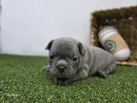 Pepper, a female Frenchton for sale in Fort Wayne, IN – Photo 2 of 7